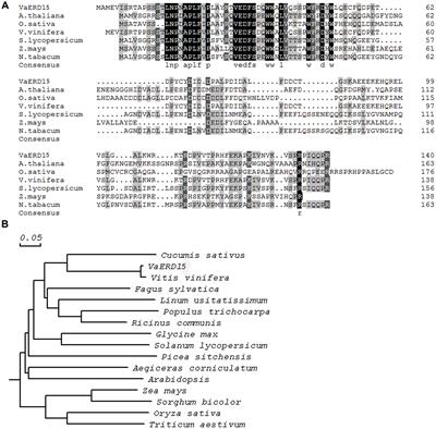 VaERD15, a Transcription Factor Gene Associated with Cold-Tolerance in Chinese Wild Vitis amurensis